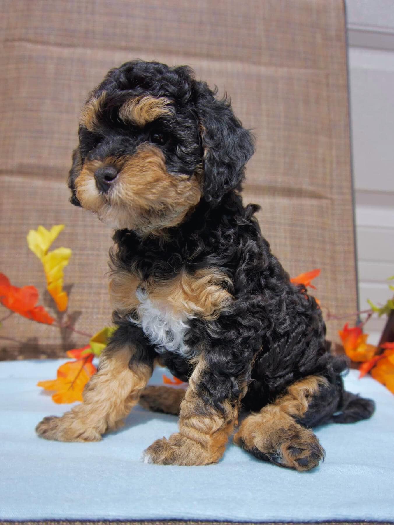 J'Adore Doodles in Tennessee | Cavapoo puppies | Good Dog