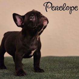French Bulldog Puppies from Charles Frenchies