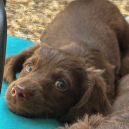 Remus - Chocolate male Dachshund puppy in Englewood, Ohio from TS Dachshunds