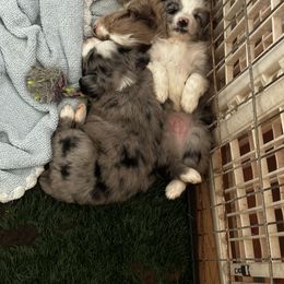 Miniature Australian Shepherd and Toy Australian Shepherd Puppies from Cherry Grove Kennel