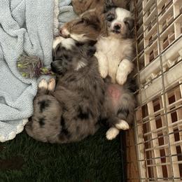 Miniature Australian Shepherd and Toy Australian Shepherd Puppies from Cherry Grove Kennel