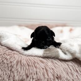 Toby - Black male Pug puppy in Shady Hills, Florida from Premium Pugs