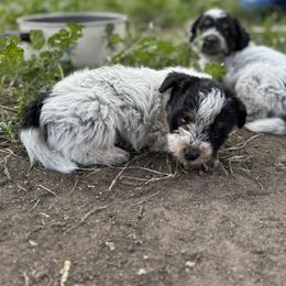 Aussiedoodle, Miniature Australian Shepherd, Poodle, and Toy Australian Shepherd Puppies from Mowry Creek Mini Aussiedoodles and More