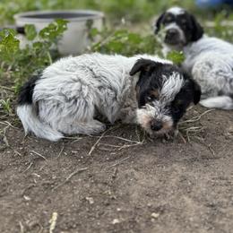 Aussiedoodle, Miniature Australian Shepherd, Poodle, and Toy Australian Shepherd Puppies from Mowry Creek Mini Aussiedoodles and More