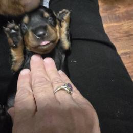Elvis - Black and tan male Dachshund puppy in Oklahoma City, Oklahoma from Hamm Weenies  AKC (Dachshunds)