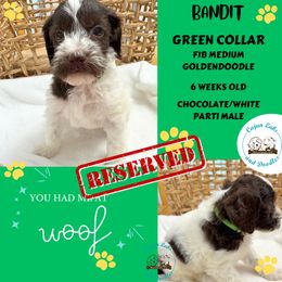 Bandit - Parti Goldendoodle puppy in Raceland, Louisiana from Cajun Doodles