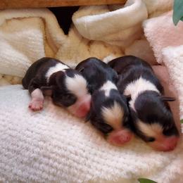 Miniature Australian Shepherd Puppies from Barnyard Mini Aussies