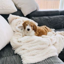 Aussiedoodle Puppies from Sheila Harwell