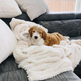 Aussiedoodle Puppies from Sheila Harwell