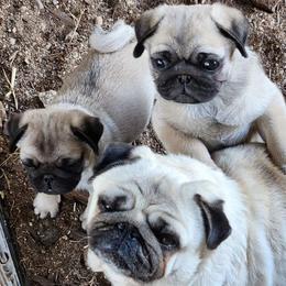 Pug puppies from Blue Haven Stable
