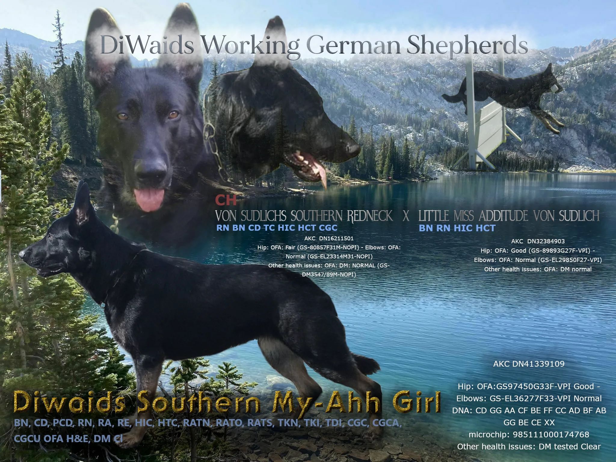 Diwaids Working German Shepherd Dogs in Washington | German Shepherd  puppies | Good Dog