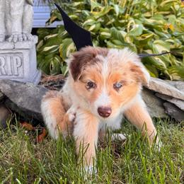 Cabernet - Red merle female Miniature Australian Shepherd puppy in Massapequa, New York from All That Auss Mini Aussies