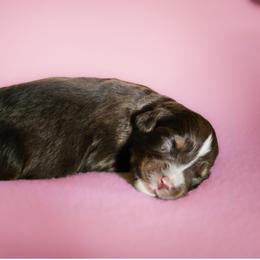 Poppy - Red tri-color female Australian Shepherd puppy in Silex, Missouri from Small Town Australian Shepherds