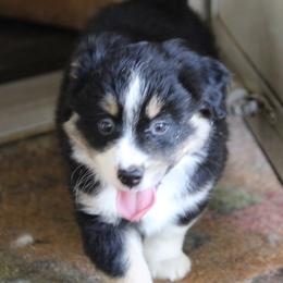 Topac - Black tri male Miniature Australian Shepherd puppy in Gretna, Virginia from Adams Acres Cattle Dogs