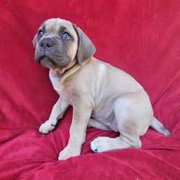 Cane Corso Puppies from RRR Corsos