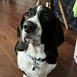 Bodhi - Basset Hound