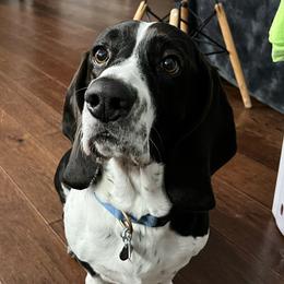 Bodhi - Basset Hound
