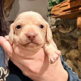 Frosty - Cream male Dachshund puppy in Pierson, Florida from Paige’s Mini Dachshunds