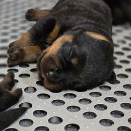 Sena - Black and mahogany female Rottweiler puppy in Salt Lake City, Utah from Snubnose Rottweilers LLC