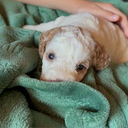 Didi Pickles - Blenheim female Cavapoo puppy in Salem, Oregon from Oregon Poodle Oodle Doodles