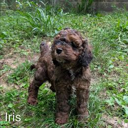 Iris - Brown and tan female Cockapoo puppy in Sunset, Louisiana from Cano Cockapoos