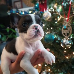 Girl 1 - White and brindle French Bulldog puppy in Colorado from Imperial Frenchies of Colorado