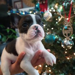 Girl 1 - White and brindle French Bulldog puppy in Colorado from Imperial Frenchies of Colorado