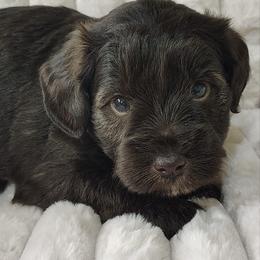 Skye AKC therapy lined classic chocolate liver - Liver male Miniature Schnauzer puppy in Temple, Texas from Schnauzers Of Taylor