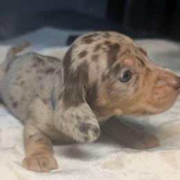 Maximus - Dapple male Dachshund puppy in Waddell, Arizona from The Bearded Companions