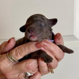 Annie (F2bb purple girl) - Blue merle female Aussiedoodle puppy in Midlothian, Texas from Gray Doodles
