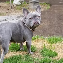 Mia - French Bulldog