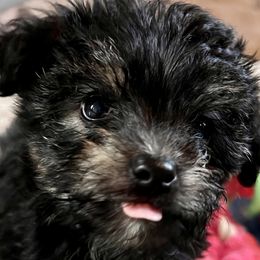 Aussiedoodles, Maltese, Maltipoos, Morkies, Yorkipoos, and Yorkshire Terriers from X-F Kennels
