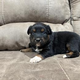 Boy 2 - Black tri male Miniature Australian Shepherd puppy in Deer Park, Washington from Clinedinst Mini Aussies