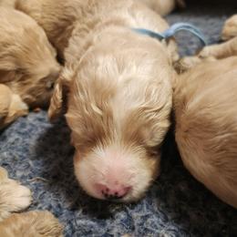 Boy 5 - Cream male Labradoodle puppy in Fostoria, Michigan from North Country Kennel Club