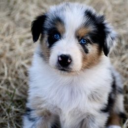 Australian Shepherd Puppies from Black Cow Kennels