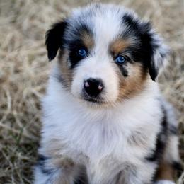 Australian Shepherd Puppies from Black Cow Kennels