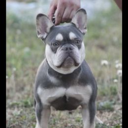Lilli - French Bulldog