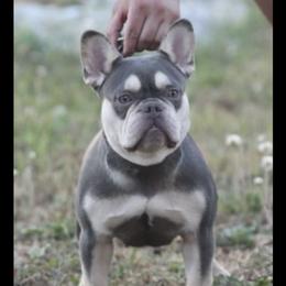 Lilli - French Bulldog