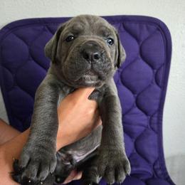 Stitch - Gray male Cane Corso puppy in St. Augustine, Florida from RG2 Cane Corsos