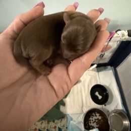Frankie - Chocolate and tan female Yorkshire Terrier puppy in Independence, Kentucky from 4paws4ever by Design