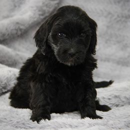 Marty - Black female Australian Labradoodle puppy in Stanwood, Washington from Victoria Creek Australian Labradoodles