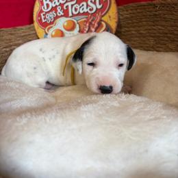 Omelette- Yellow - White and black female Dalmatian puppy in Claremore, Oklahoma from Lotsofdots Dalmatians