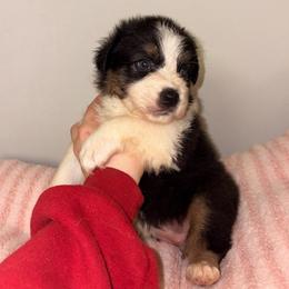 Amsterdam - Black tri-color female Australian Shepherd puppy in Anniston, Alabama from All Hale Aussies