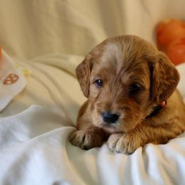 Bernedoodle, Goldendoodle, and Poodle Puppies from Raintree Standard Poodles & Mini Doodles