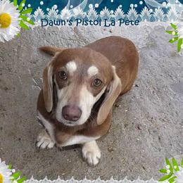 Petey - Dachshund