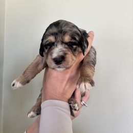 Winnie - Blue merle female Aussiedoodle puppy in Greensboro, North Carolina from Glendale Doodles