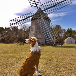 English Shepherds from Quixotic Shepherds