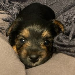 Yorkshire Terriers from Susan’s Yorkies