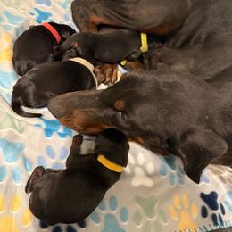 Girl 3 - Black and rust female Doberman Pinscher puppy in Brazil, In, Indiana from Lazy A Ranch & Kennels