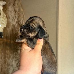 Harlan - Cream male Dachshund puppy in Hornbeck, Louisiana from A&Z Mini Dachshunds